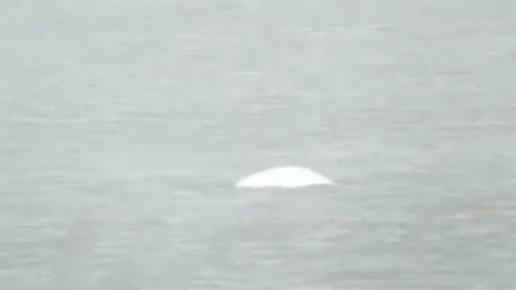 Encuentran una ballena beluga en el Támesis, a 40 kilómetros de Londres