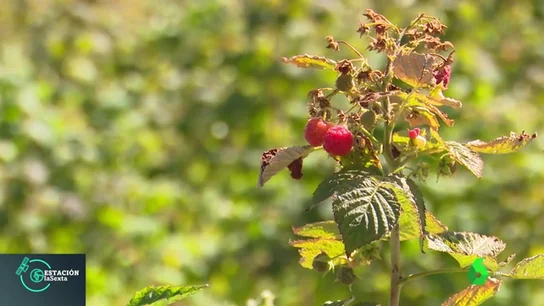 Las propiedades de los frutos del bosque Las propiedades de los frutos del bosque