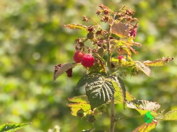 Las propiedades de los frutos del bosque Las propiedades de los frutos del bosque