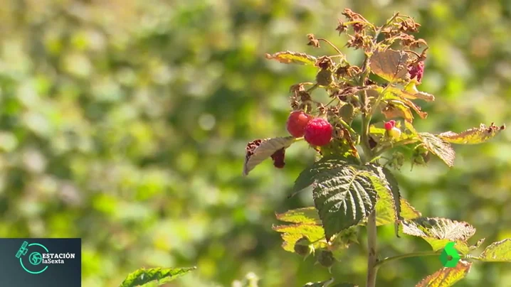 Las propiedades de los frutos del bosque