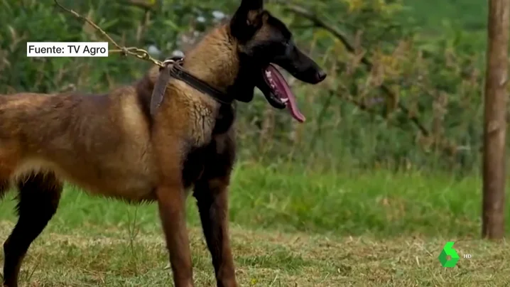 Imagen de un perro Imagen de un perro
