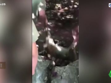 Las indignantes imágenes de unos cazadores lanzando animales muertos a un río en Asturias Las indignantes imágenes de unos cazadores lanzando animales muertos a un río en Asturias