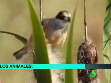 Consiguen grabar al huidizo pájaro moscón en un soto fluvial de Badajoz Consiguen grabar al huidizo pájaro moscón en un soto fluvial de Badajoz