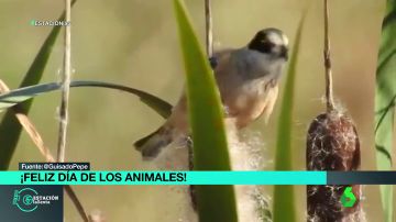 Consiguen grabar al huidizo pájaro moscón en un soto fluvial de Badajoz