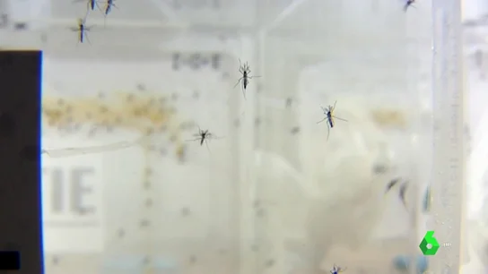Trump podría estar desarrollando armas biológicas con insectos Trump podría estar desarrollando armas biológicas con insectos