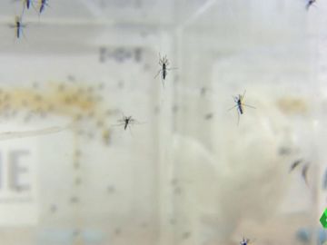 Trump podría estar desarrollando armas biológicas con insectos Trump podría estar desarrollando armas biológicas con insectos