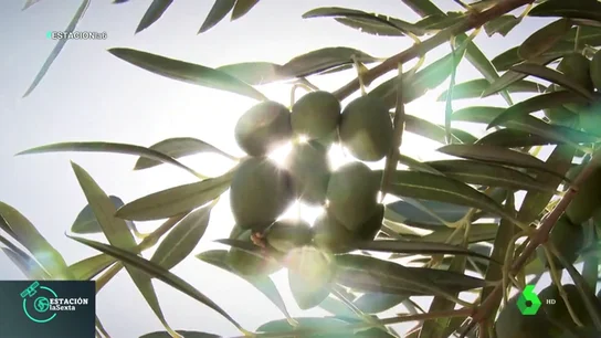 El cambio climático, el factor principal por el que se retrasa la recogida de la aceituna este año El cambio climático, el factor principal por el que se retrasa la recogida de la aceituna este año