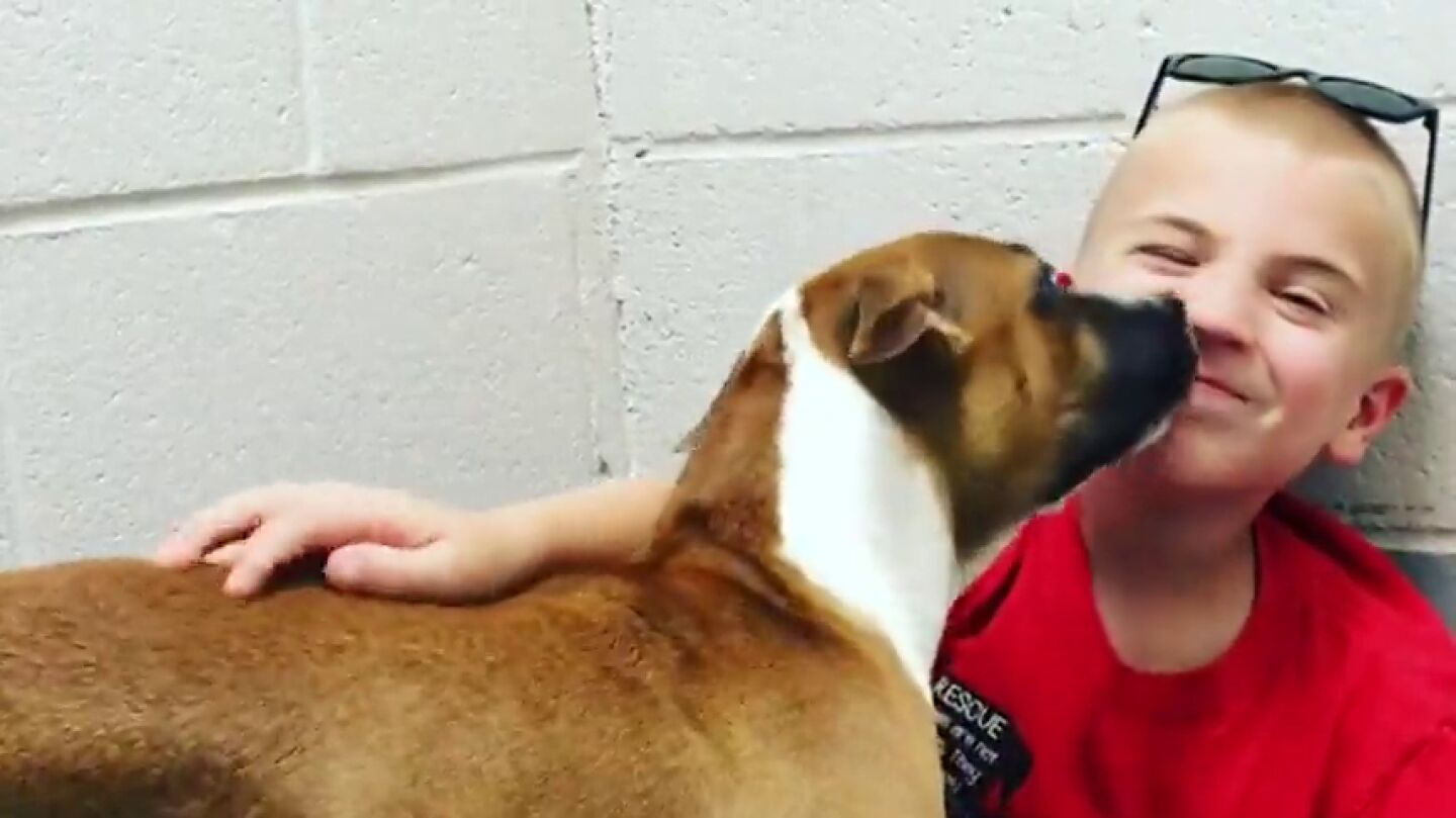 Imagen de Roman, el ni&ntilde;o que ha salvado a m&aacute;s de 1.000 perros