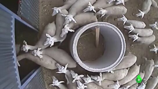 Ovejas distribuy&eacute;ndose antes de un obst&aacute;culo