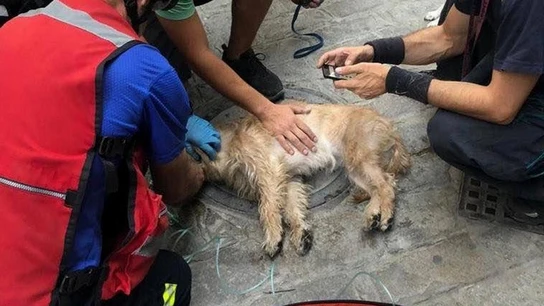 Imagen de los Bomberos de Sevilla reanimando a un perro Imagen de los Bomberos de Sevilla reanimando a un perro