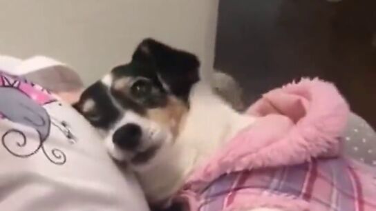 Un perro conmueve a miles de personas por el trato a su due&ntilde;a embarazada