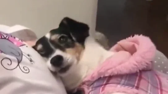 Un perro conmueve a miles de personas por el trato a su dueña embarazada Un perro conmueve a miles de personas por el trato a su dueña embarazada