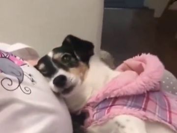 Un perro conmueve a miles de personas por el trato a su dueña embarazada Un perro conmueve a miles de personas por el trato a su dueña embarazada