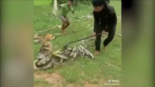 El impactante vídeo que muestra el rescate de tres niños a un perro que iba a morir asfixiado por una serpiente El impactante vídeo que muestra el rescate de tres niños a un perro que iba a morir asfixiado por una serpiente