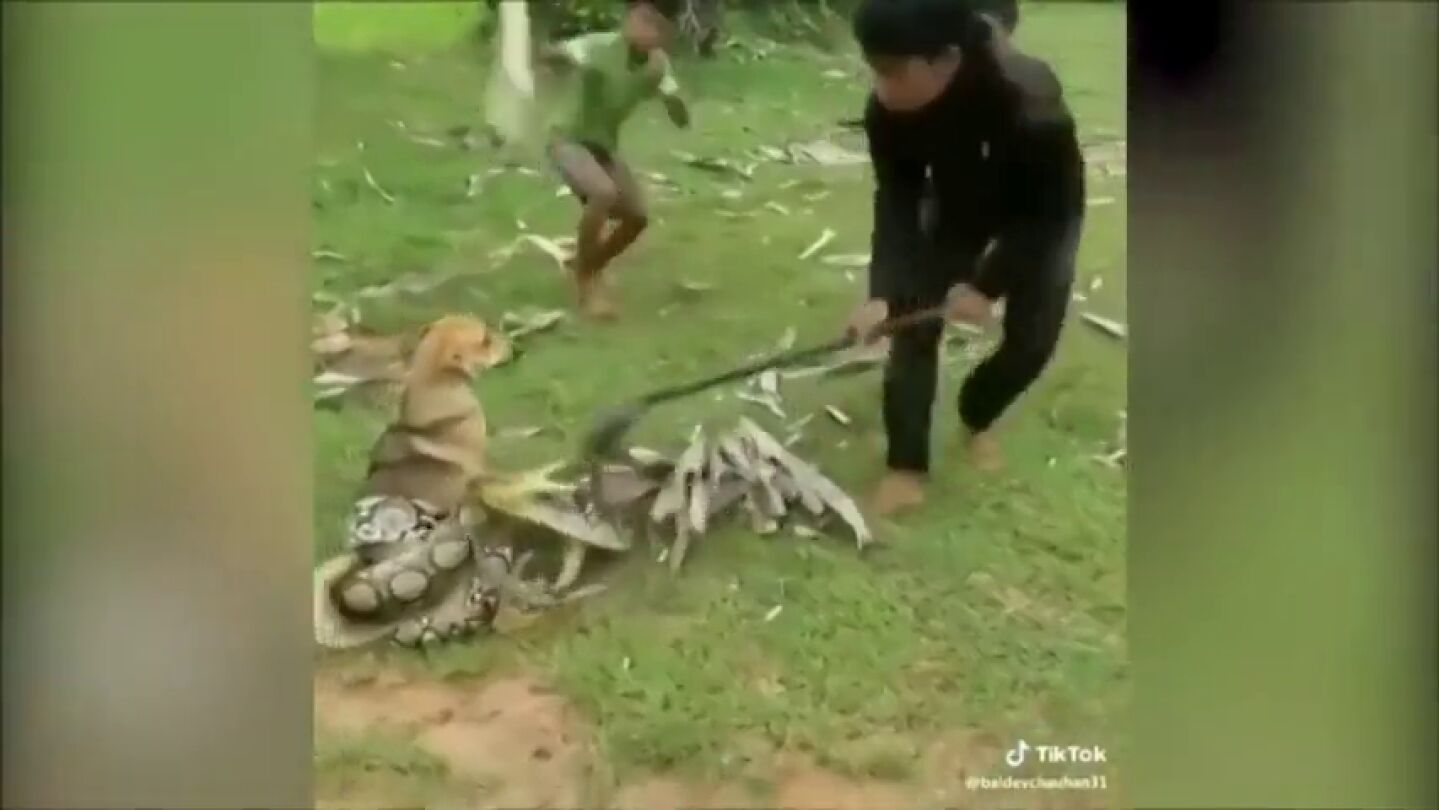 El impactante v&iacute;deo que muestra el rescate de tres ni&ntilde;os a un perro que iba a morir asfixiado por una serpiente