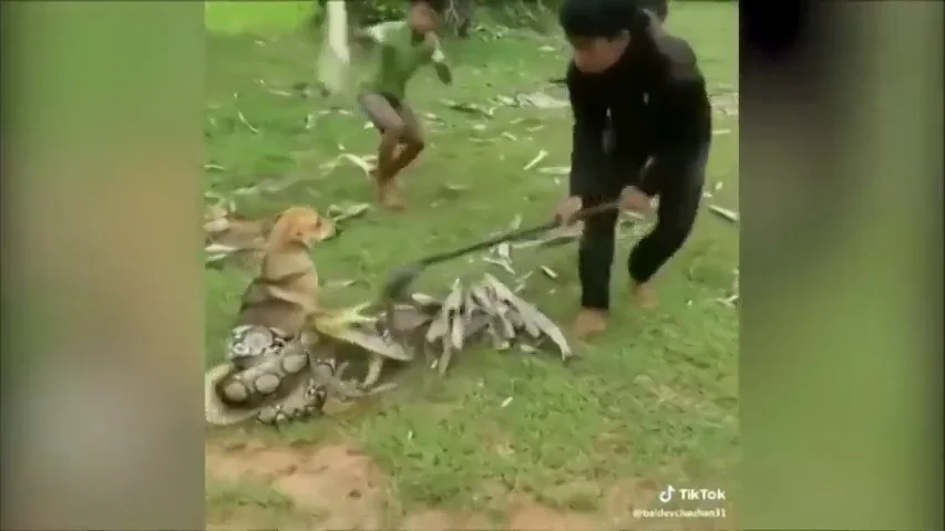 El impactante vídeo que muestra el rescate de tres niños a un perro que iba a morir asfixiado por una serpiente