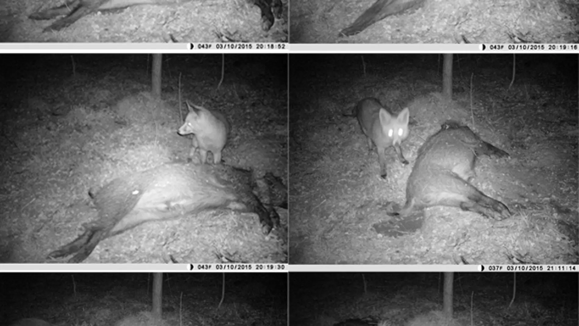Los pequenos carnivoros pudieron provocar grandes cambios en los yacimientos