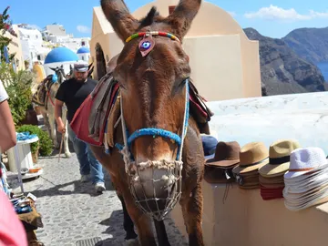 Burro en Santorini Burro en Santorini