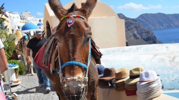 Burro en Santorini