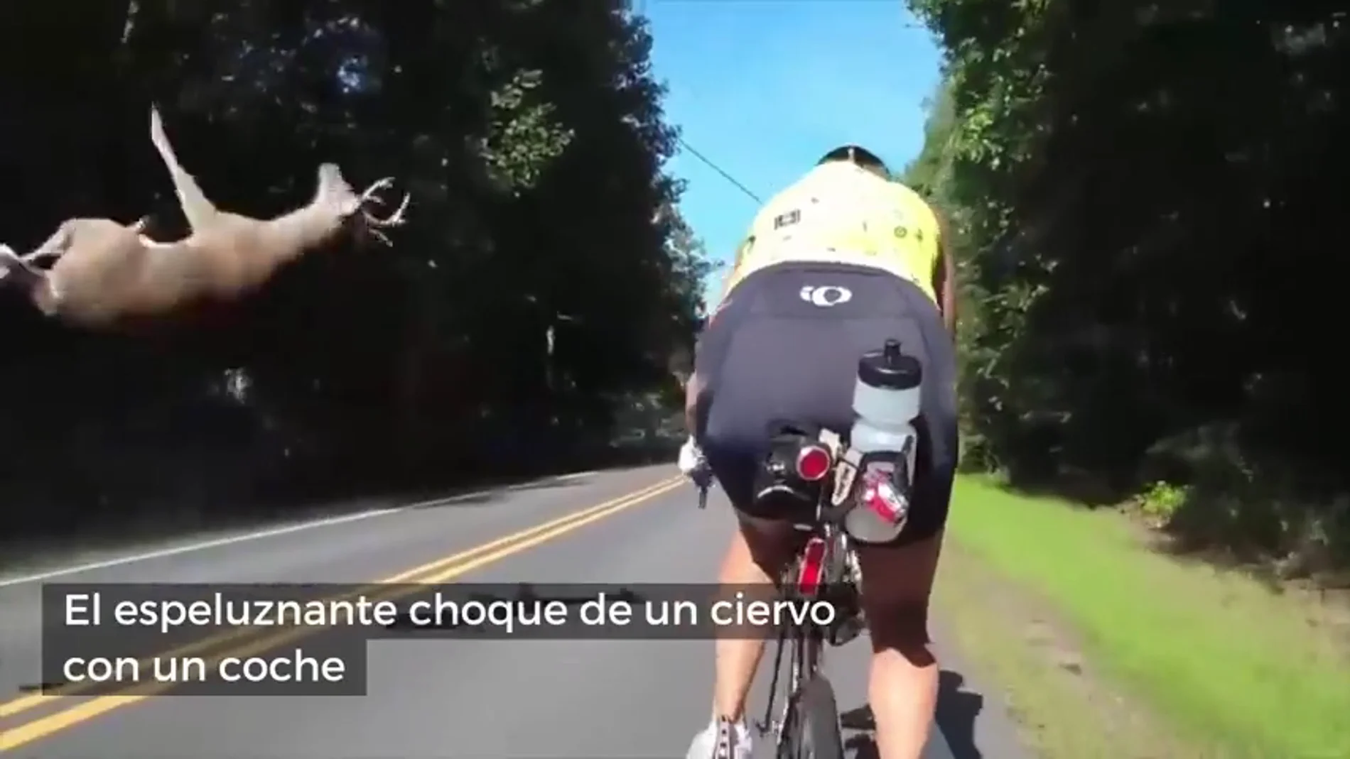 Unos ciclistas graban el brutal choque de un ciervo con un coche en plena carretera