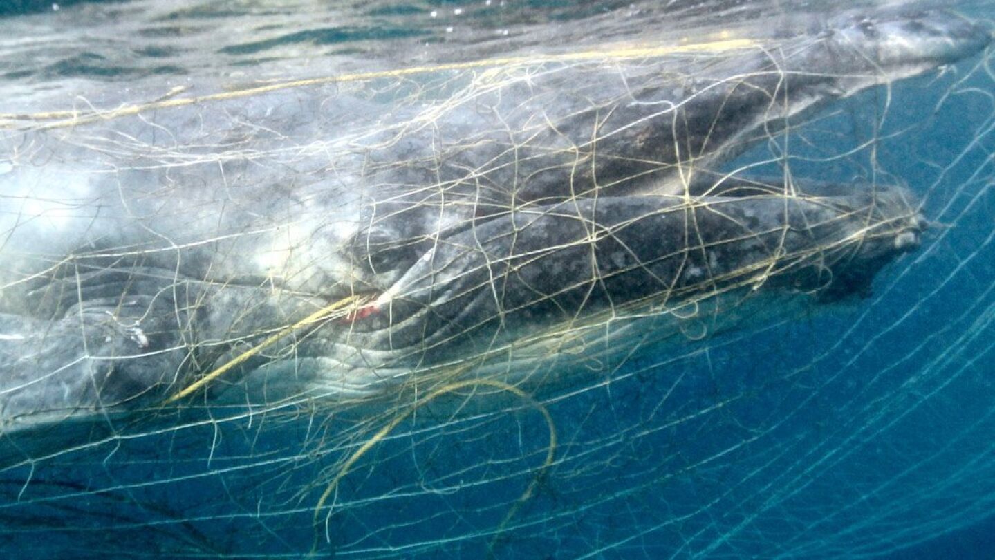 Imagen de la cr&iacute;a de ballena atrapada entre las redes en Australia
