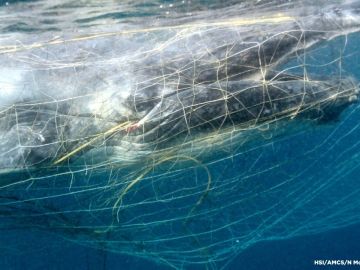 Imagen de la cría de ballena atrapada entre las redes en Australia Imagen de la cría de ballena atrapada entre las redes en Australia
