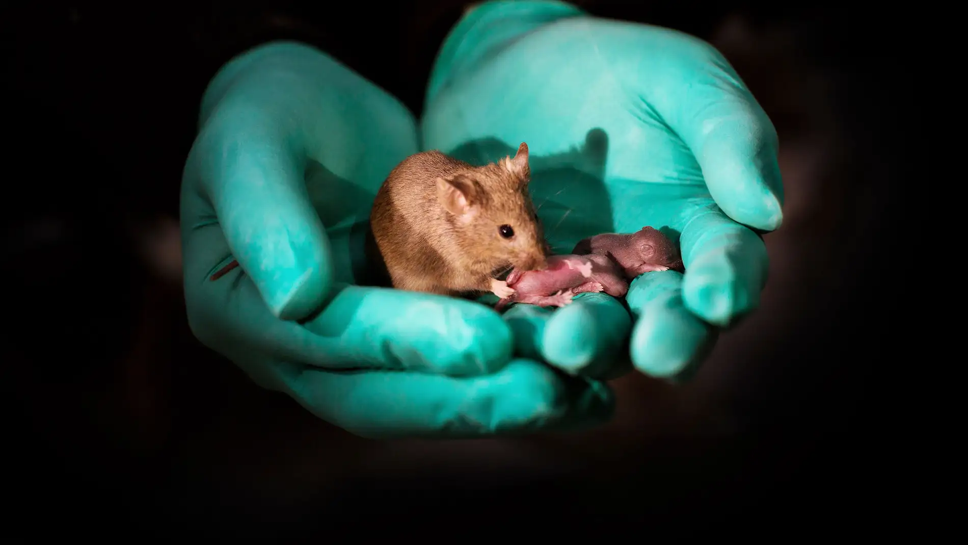Las crías de ratón generadas a partir de dos madres