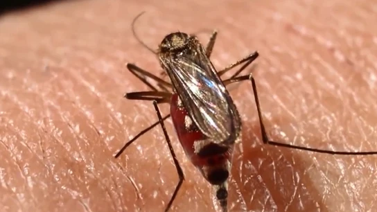 Imagen de un mosquito 'Aedes aegypti' Imagen de un mosquito 'Aedes aegypti'
