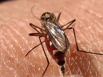 Imagen de un mosquito 'Aedes aegypti' Imagen de un mosquito 'Aedes aegypti'