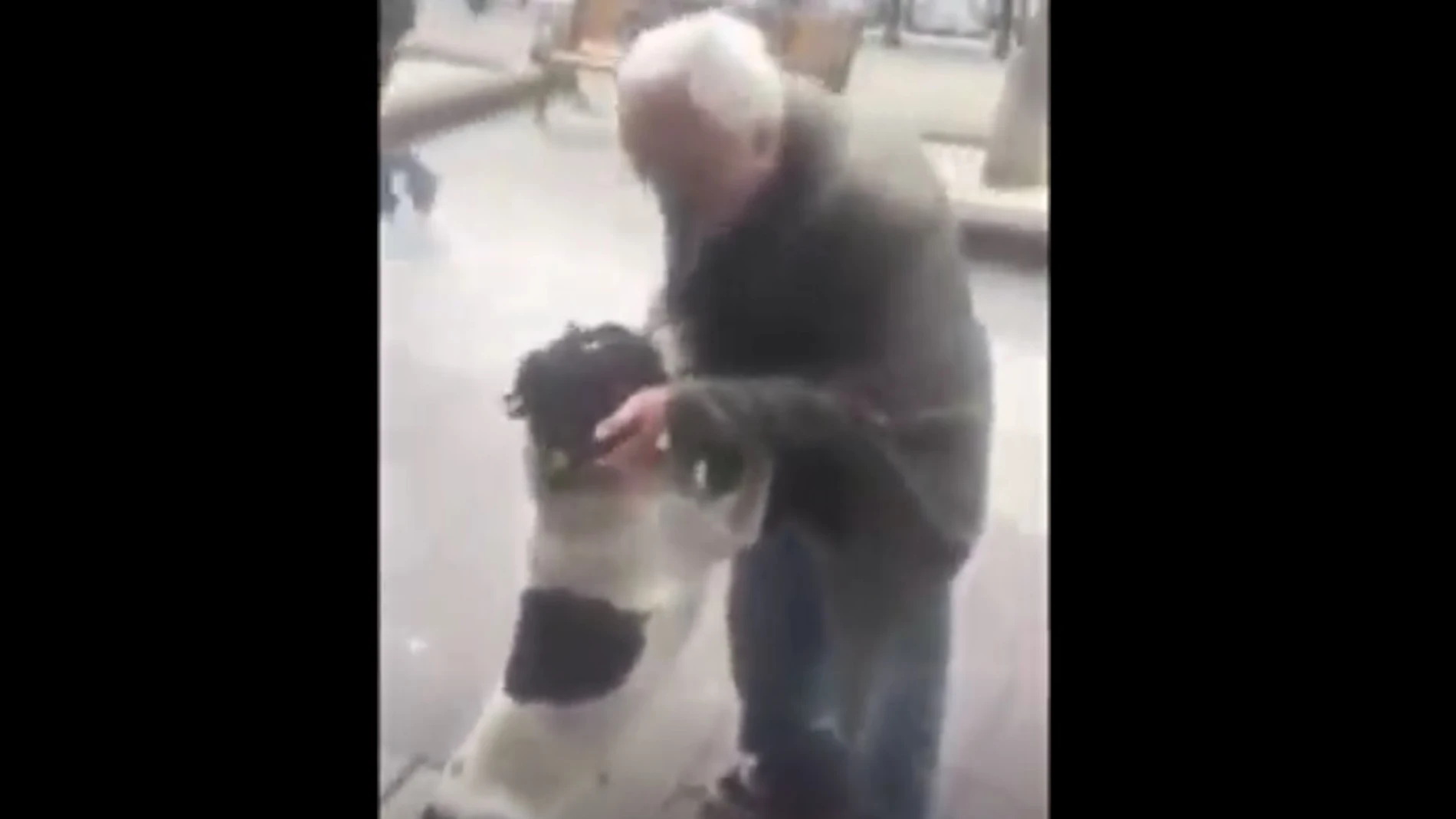 El emotivo reencuentro de un perro con su dueño tras pasar tres años perdido