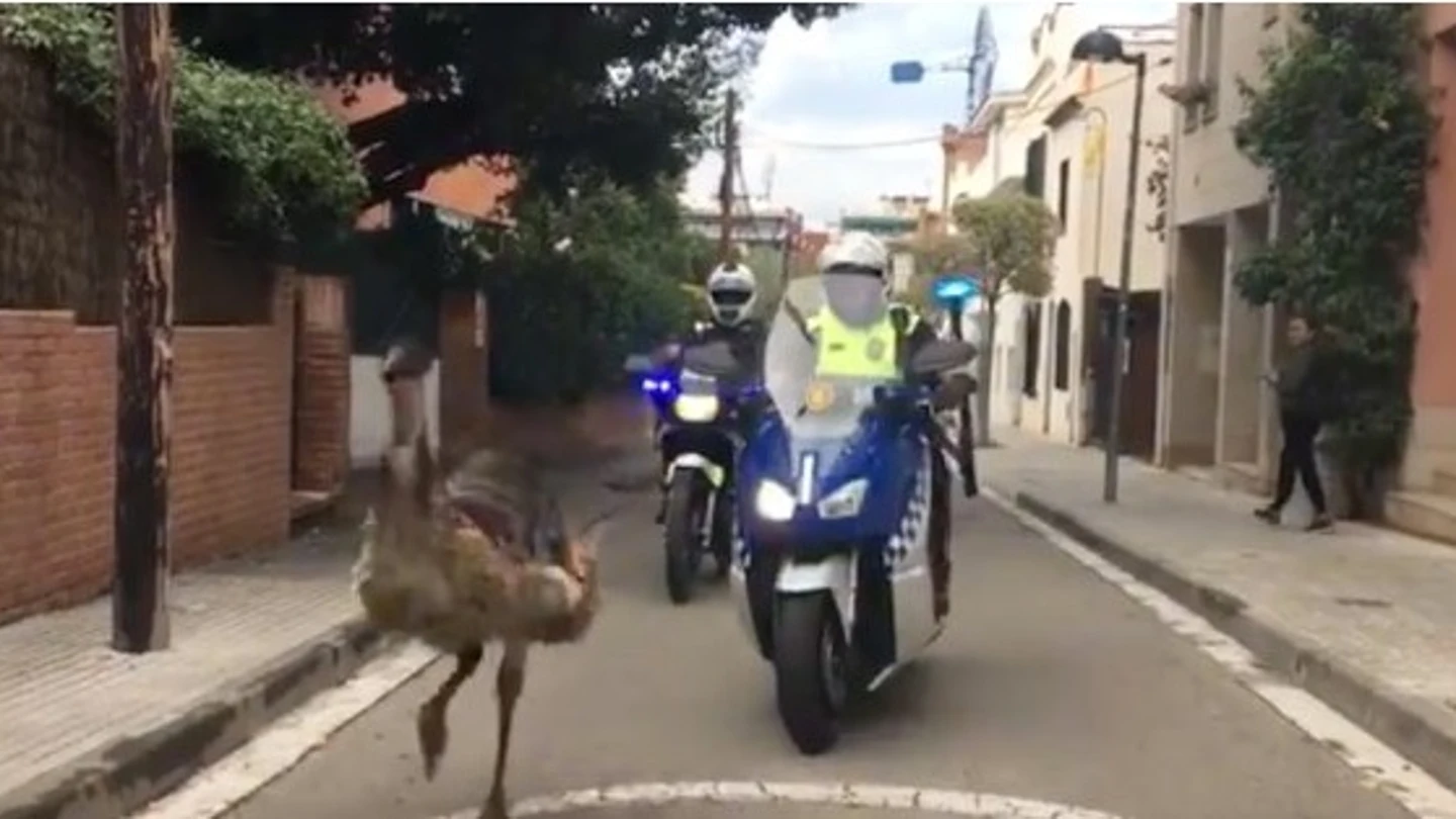 Dos policía persiguen a un Emú en las calles de Sant Cugat Dos policía persiguen a un Emú en las calles de Sant Cugat