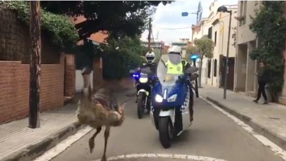 Dos policía persiguen a un Emú en las calles de Sant Cugat