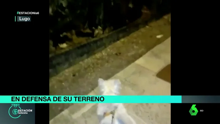 perro estacion lasexta