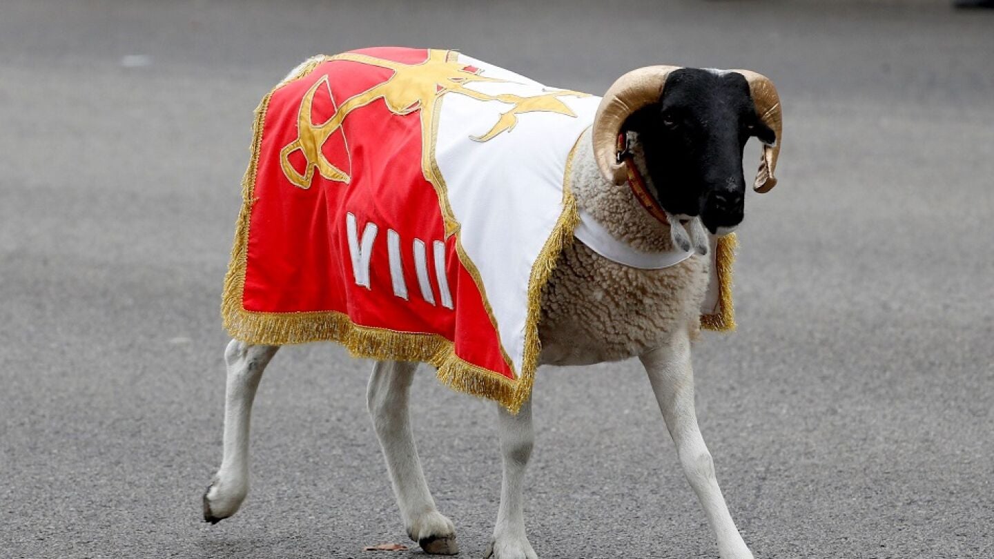 Imagen de 'Palito', la cabra de la Legi&oacute;n