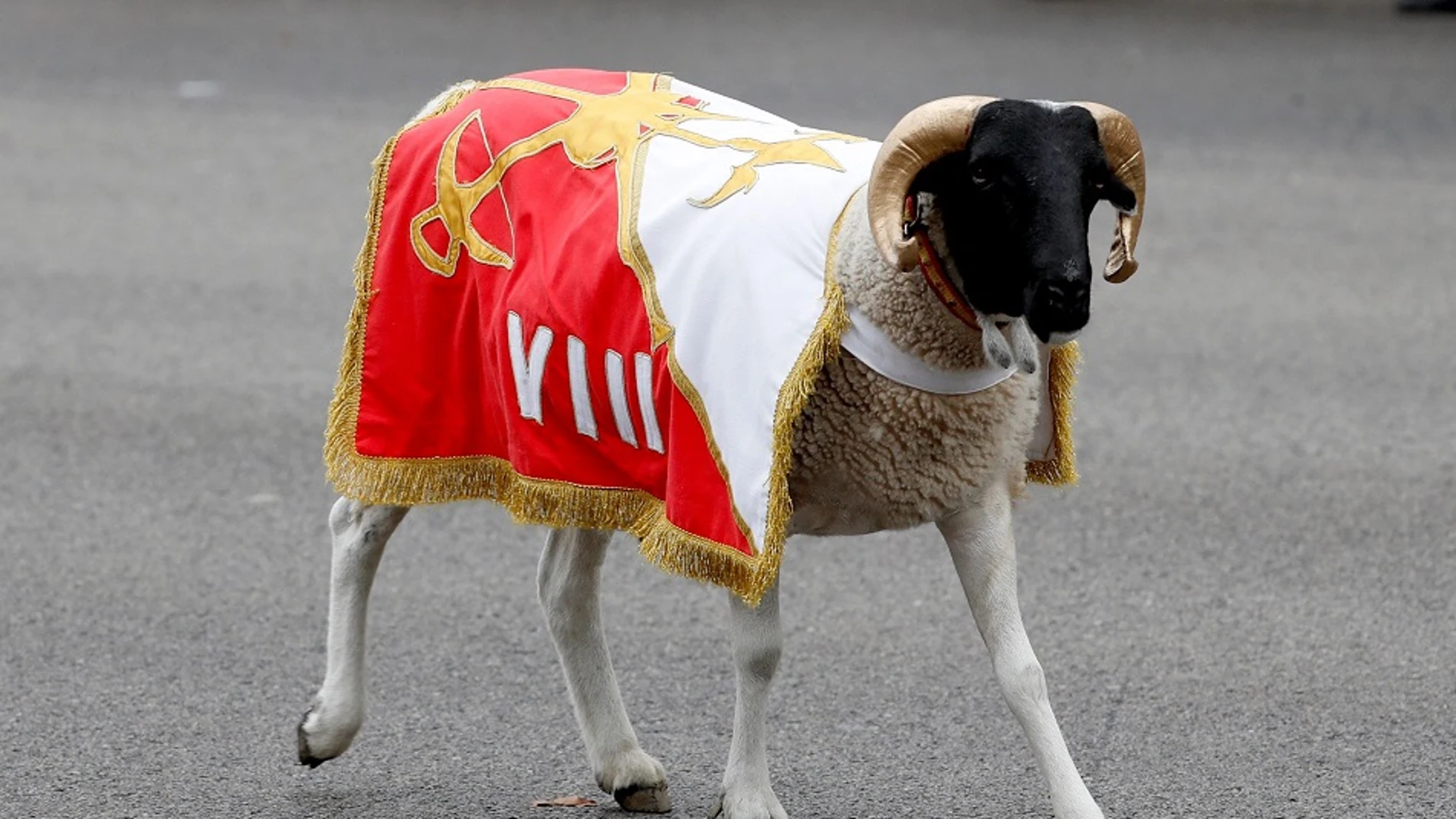 Imagen de 'Palito', la cabra de la Legión