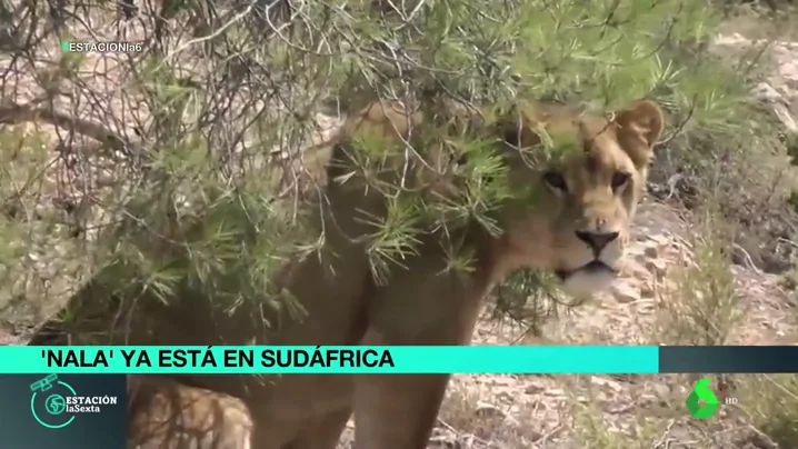 La nueva vida en Sudáfrica de Nala