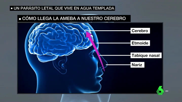 Cuidado con la ameba 'comecerebros': te explicamos de dónde sale y sus peligrosos efectos