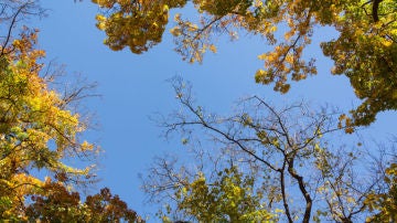 Imagen de un árbol en otoño (Archivo)