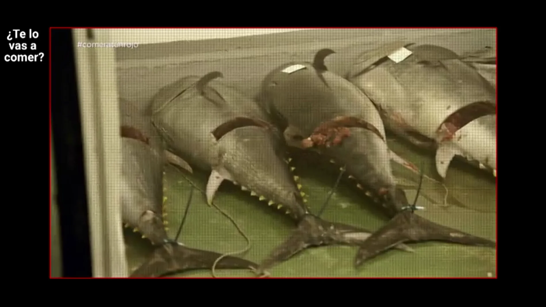 ¿Te lo vas a comer? accede a la nave ilegal de uno de los principales distribuidores de atún rojo del país: "Las condiciones higiénicas son de vergüenza"