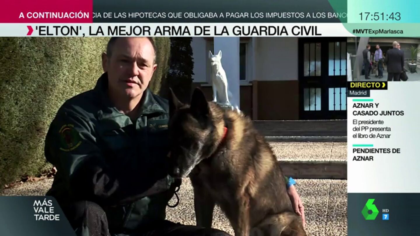 Ha participado en la b&uacute;squeda de Diana Quer, Marta del Castillo o Gabriel Cruz: as&iacute; es Elton, el mejor perro de la Guardia Civil