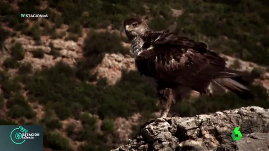 ESTACION AVES ESTACION AVES