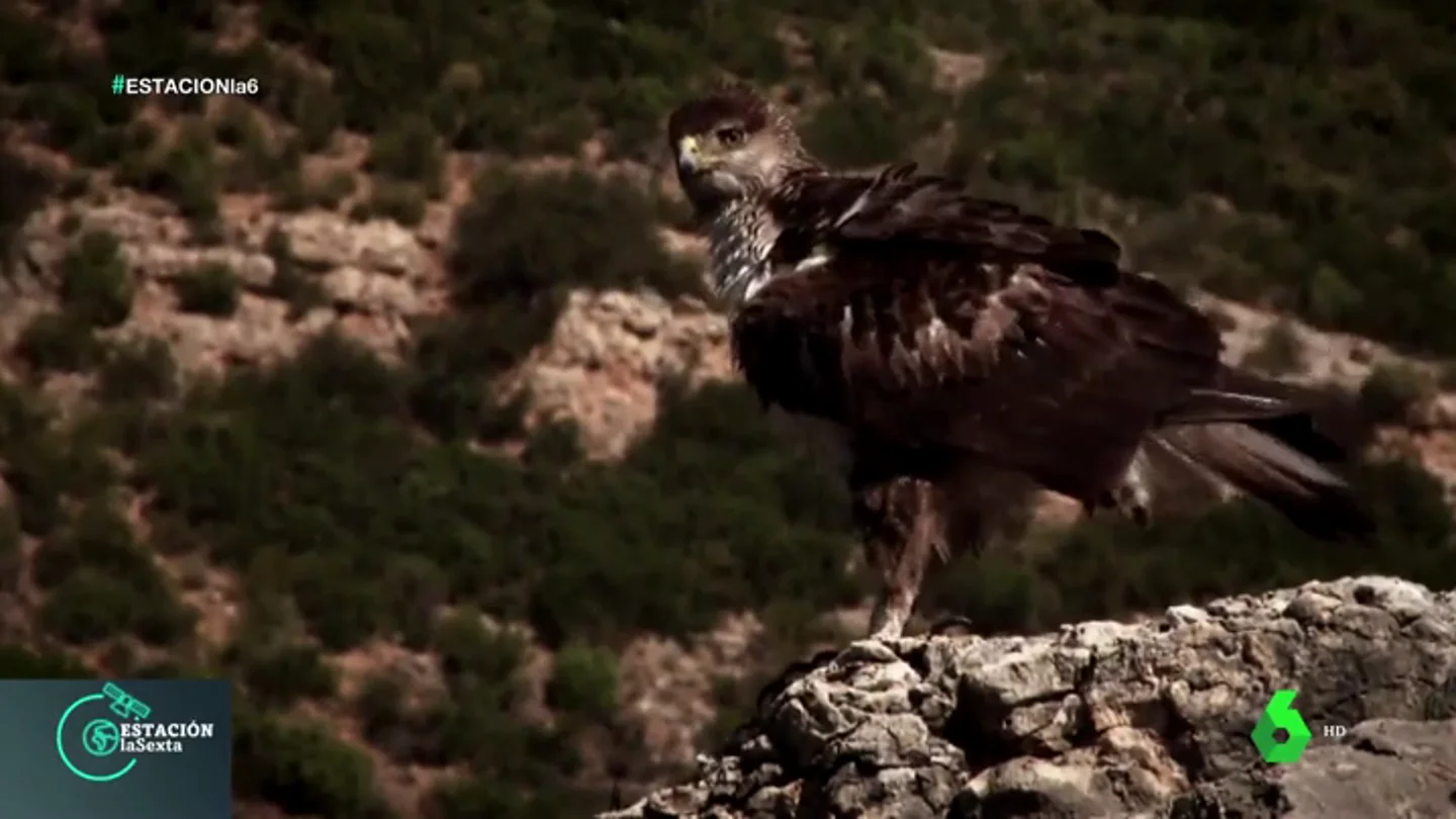 ESTACION AVES ESTACION AVES