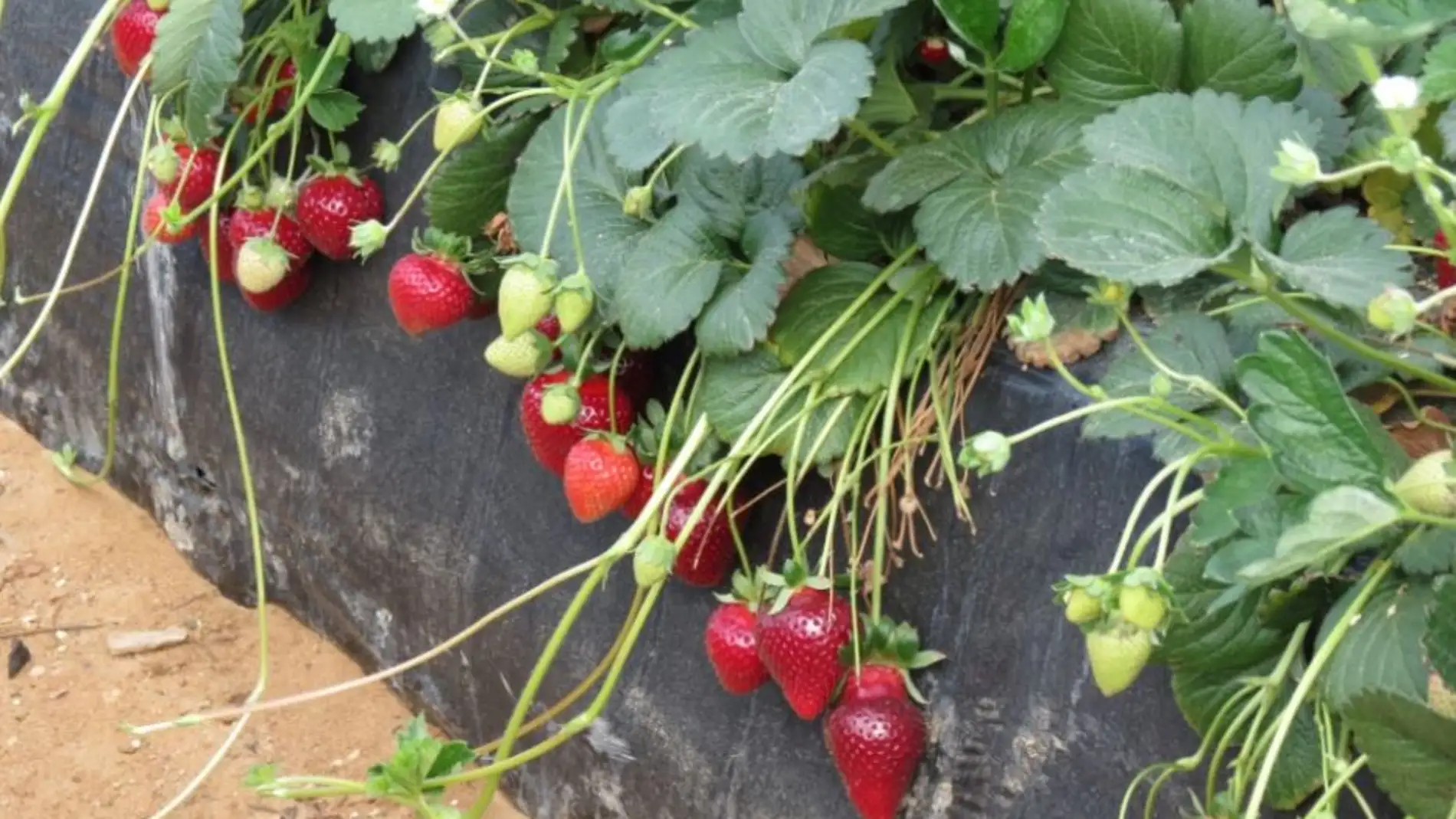 La selección de bacterias aumenta la producción y el calibre del fruto
