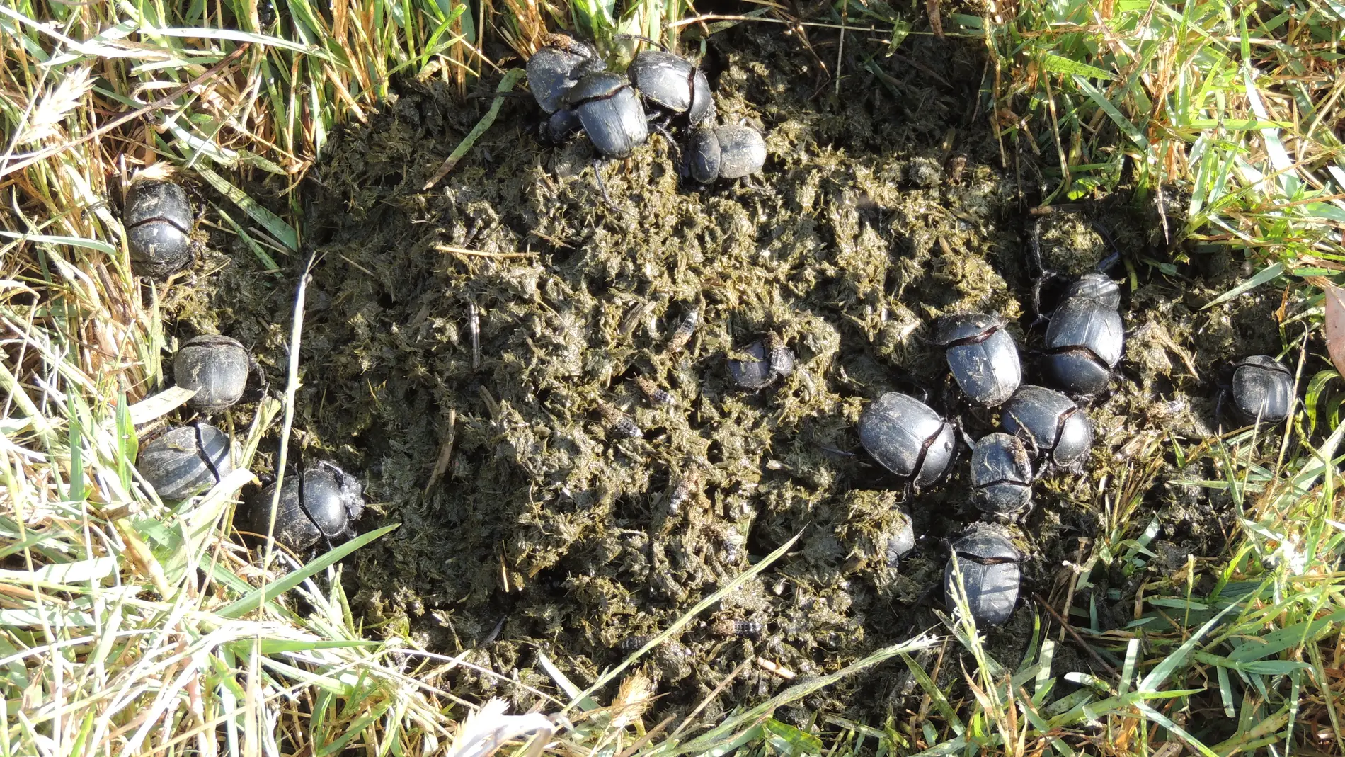 Estudio comparativo toxicidad de los antiparasitarios ivermectina y moxidectina sobre la población de escarabajos peloteros