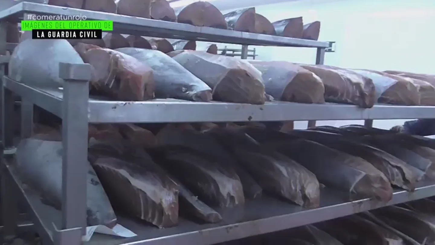 "El 50% de lo que distribuye es ilegal": la cruda realidad que rodea a uno de los mayores productores ‘legales’ de atún rojo a nivel mundial "El 50% de lo que distribuye es ilegal": la cruda realidad que rodea a uno de los mayores productores ‘legales’ de atún rojo a nivel mundial