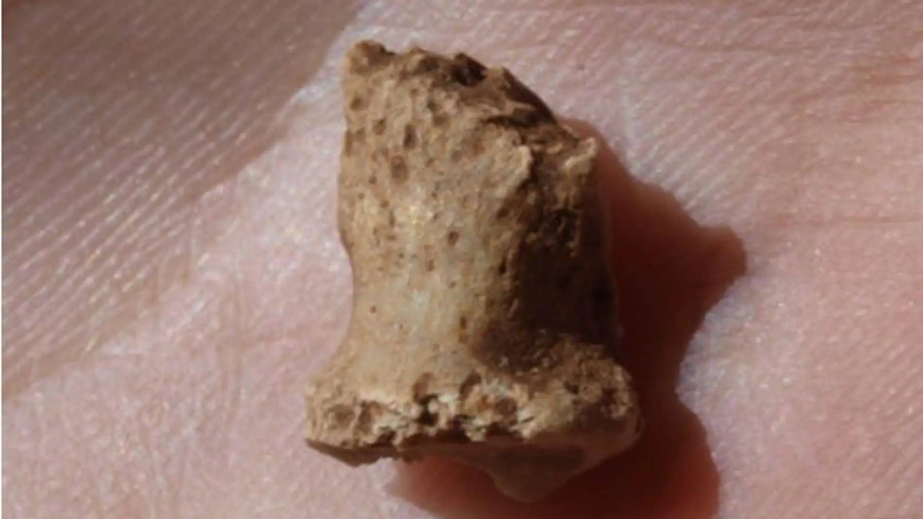 Una falange fosil confirma la existencia de neandertales en Atapuerca