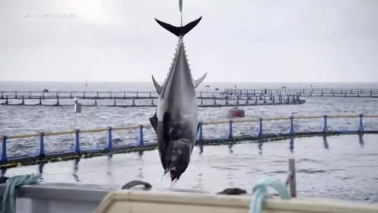 Pesca de atún rojo. PESCADORES