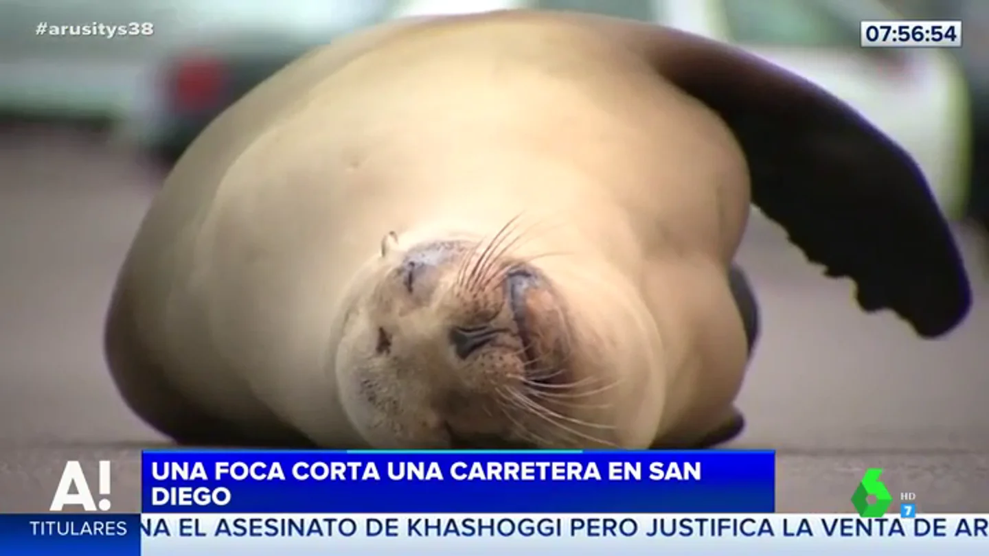 Una foca corta una carretera en San Diego para dormir plácidamente Una foca corta una carretera en San Diego para dormir plácidamente