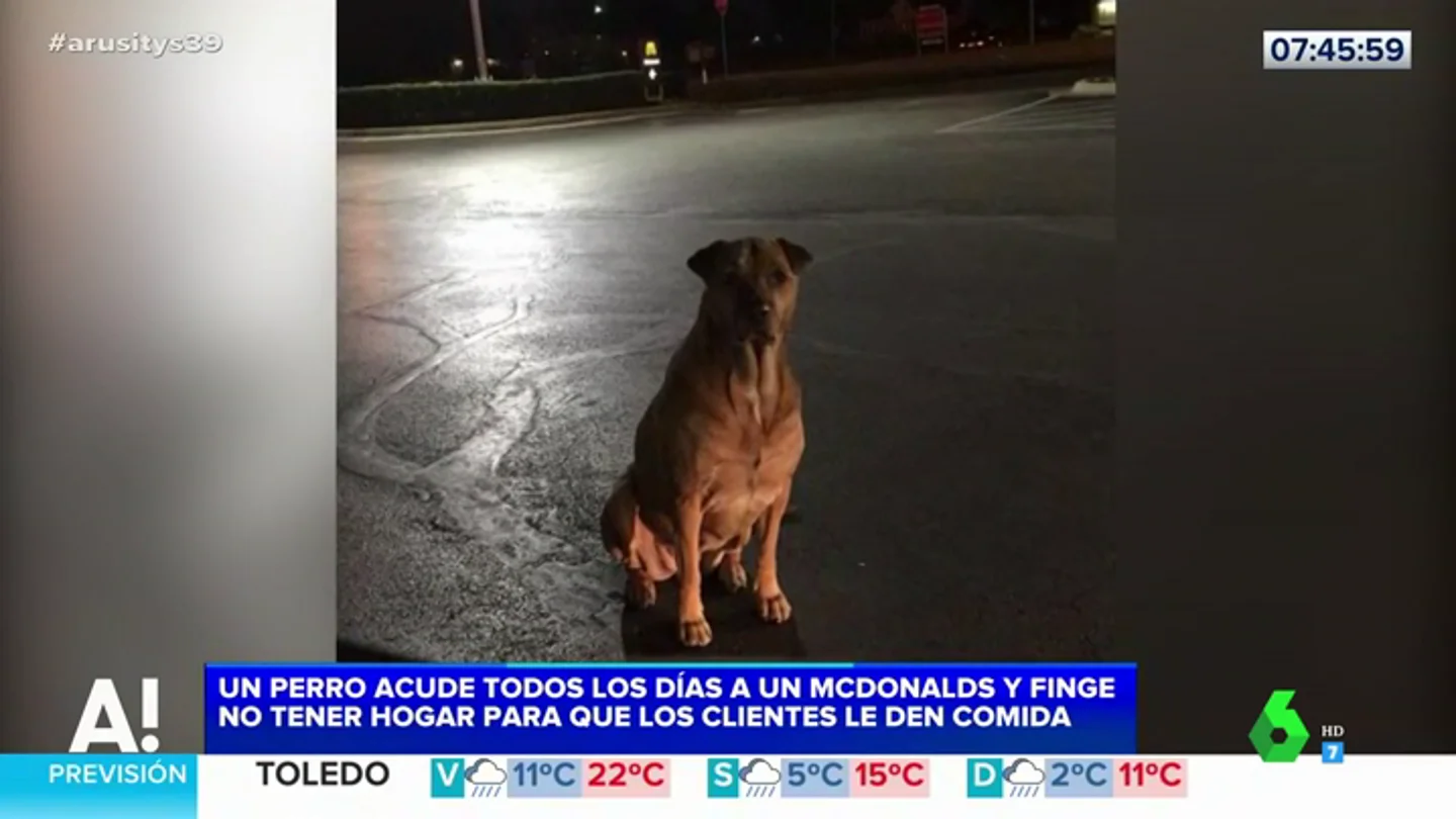Un perro acude a una conocida cadena de hamburgueserías perroUn perro acude a una conocida cadena de hamburgueserías