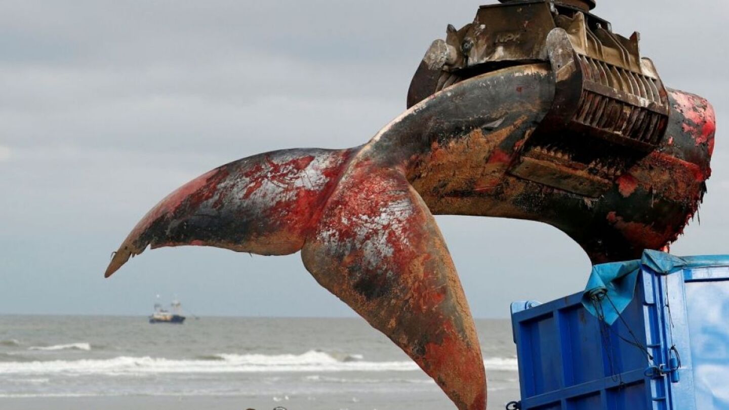 Imagen de una ballena muerta en una playa de B&eacute;ligica